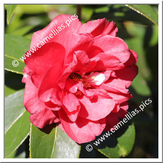 Camellia Hybrid 'Fire Chief '