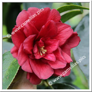 Camellia Hybride 'Fire Chief '