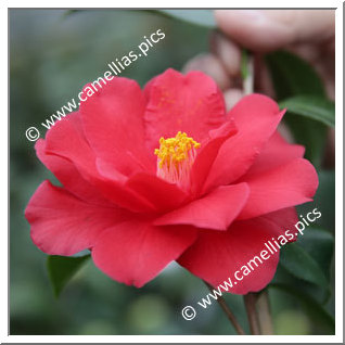 Camellia Japonica 'Fire Dance'