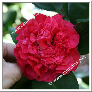 Camellia Japonica 'Fire Falls'