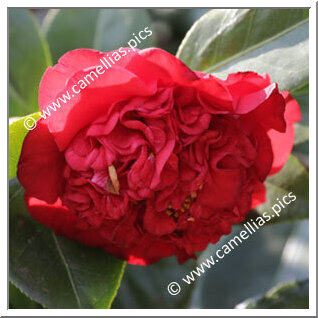 Camellia Japonica 'Fire Falls'