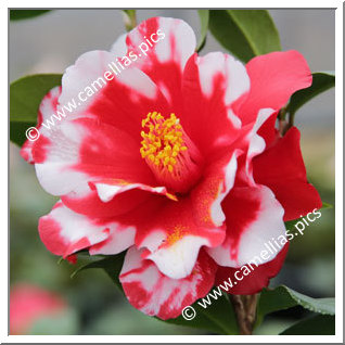 Camellia Japonica 'Firedance Variegated'