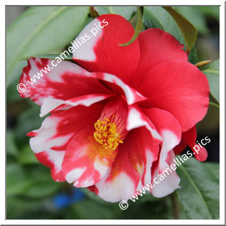 Camellia Japonica 'Firedance Variegated'