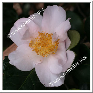 Camellia Japonica 'Flamingo'