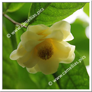 Camellia Species C. flava