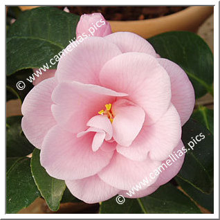 Camellia Japonica 'Fleur Dipater'