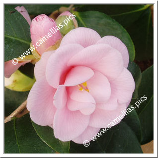 Camellia Japonica 'Fleur Dipater'