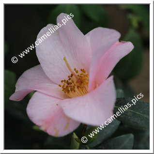 Camellia Hybrid C.x williamsii 'Flirtation'