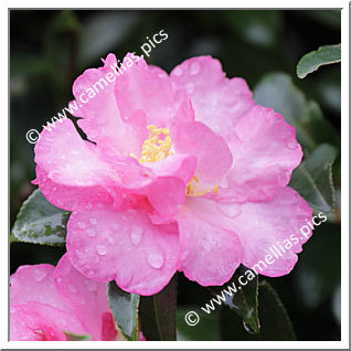 Camellia Sasanqua 'F.L.M. 8'