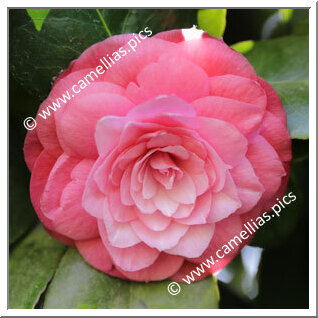 Camellia Japonica 'Flor da Romã'