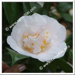 Camellia Japonica 'Floradora Girl'