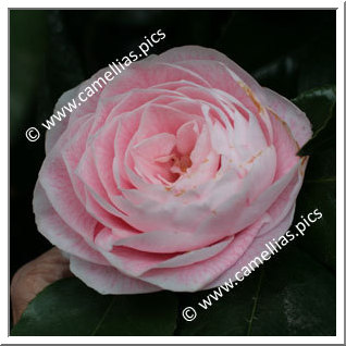 Camellia Japonica 'Florence Stratton Blush'