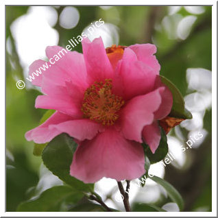 Camellia Hybride 'Flower Girl'