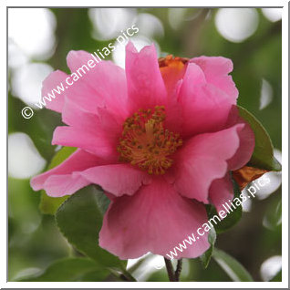 Camellia Hybrid 'Flower Girl'