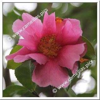 Camellia Hybrid 'Flower Girl'