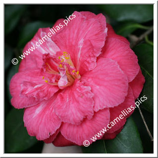 Camellia Japonica 'Flowerwood Variegated'