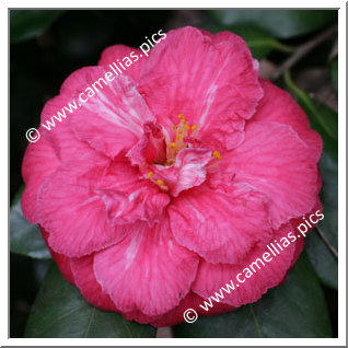 Camellia Japonica 'Flowerwood Variegated'