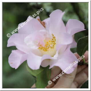 Camellia Hybride 'Fluted Orchid'