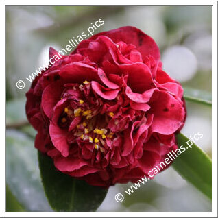 Camellia Hybrid 'Fragrant Boutonniere'
