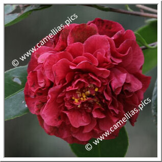 Camellia Hybrid 'Fragrant Boutonniere'