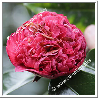 Camellia Hybrid 'Fragrant Jewel'