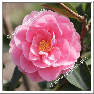 Camellia Hybride 'Fragrant Joy '