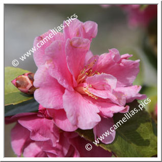 Camellia Hybrid 'Fragrant Pink'