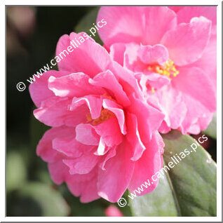 Camellia Hybrid 'Fragrant Pink'