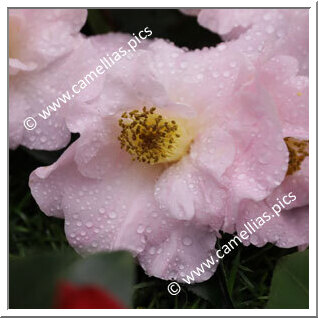 Camellia Japonica 'Frances Butler'