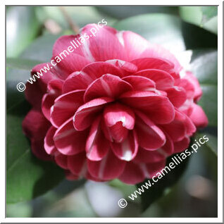 Camellia Japonica 'Francesca da Rimini'