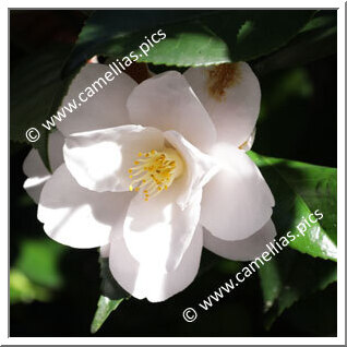 Camellia Japonica 'Francesco Maria Borrini'