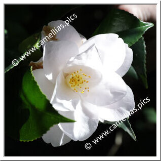 Camellia Japonica 'Francesco Maria Borrini'