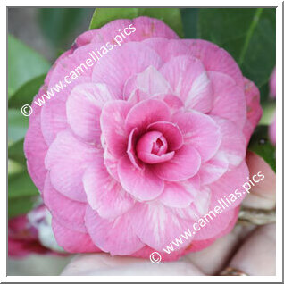 Camellia Japonica 'Francesco Burlamacchi'