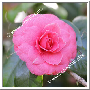 Camellia Japonica 'Francesco Moutel'