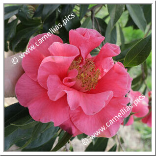 Camellia Hybride 'Francie L'