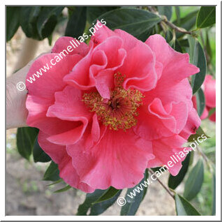 Camellia Hybrid 'Francie L'