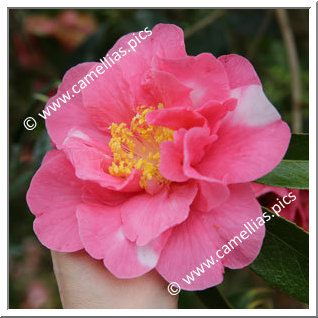 Camellia Hybride 'Francie L Variegated'