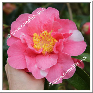 Camellia Hybrid 'Francie L Variegated'