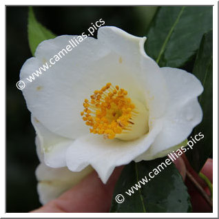 Camellia Hybrid C.x williamsii 'Francis Hanger'