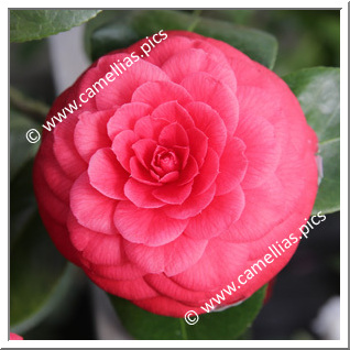 Camellia Japonica 'Francofurtensis'