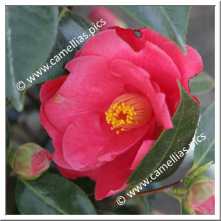 Camellia Japonica 'François II'