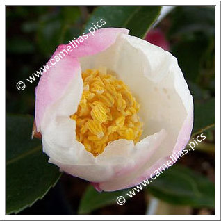 Camellia Hybrid 'François Gagnepain'