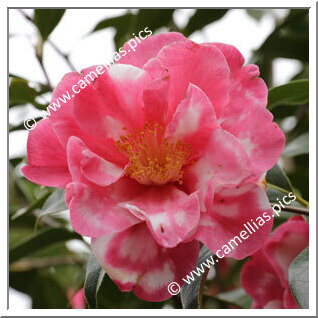 Camellia Hybrid C.reticulata  'Frank Houser Variegated'