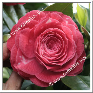 Camellia Japonica 'Frans Van Damme'