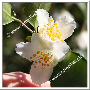 Camellia Species C. fraterna