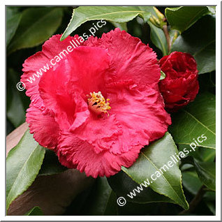 Camellia Japonica 'Fred Sander'