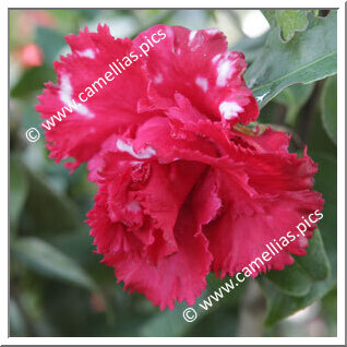 Camellia Japonica 'Fred Sander Variegated'