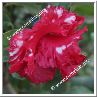 Camellia Japonica 'Fred Sander Variegated'