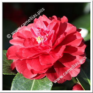 Camellia Hybrid 'Free Spirit'