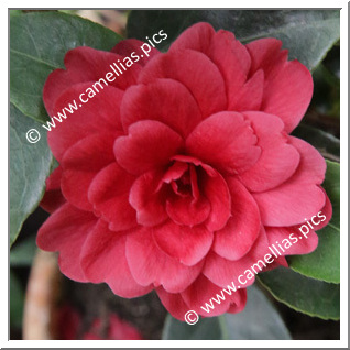 Camellia Hybrid 'Free Spirit'